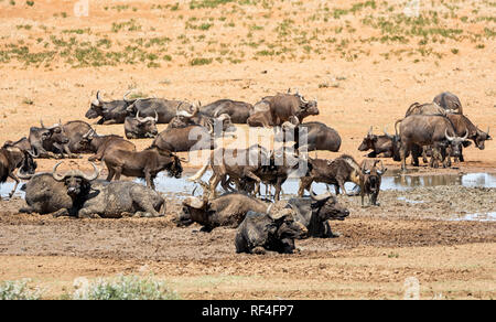 Herden von Gnus und Büffel versammeln sich an einem Wasserloch in der südlichen afrikanischen Savanne Stockfoto