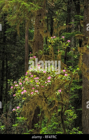 Rhododendron blühen unter Redwood Bäumen entlang Howland Hill Road, Jedediah Smith Redwoods State Park, Kalifornien. Stockfoto