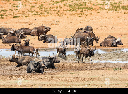 Herden von Gnus und Büffel versammeln sich an einem Wasserloch in der südlichen afrikanischen Savanne Stockfoto