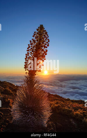 Silversword bei Sonnenuntergang; Haleakala National Park, Maui, Hawaii. Stockfoto