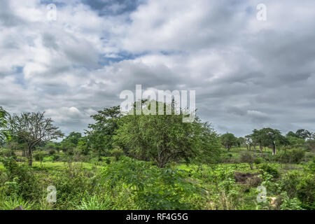 Reise durch Angolas landet 2018: Ansicht mit typischen tropischen Landschaft, baobab Bäume und andere Arten von Vegetation, bewölkter Himmel als Hintergrund Stockfoto