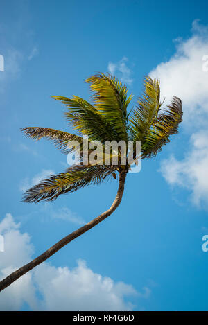 Kokospalme gegen den blauen Himmel mit weißen Wolken. Stockfoto