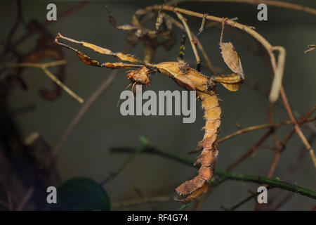 Stacheligen Stick Insect (Extatosoma tiaratum), auch als die Australische walking stick bekannt. Stockfoto