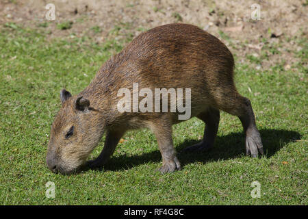 Capybara (Hydrochoerus hydrochaeris). Wild lebende Tier. Stockfoto