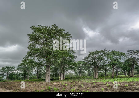 Reise durch Angolas landet 2018: Ansicht mit typischen tropischen Landschaft, baobab Bäume und andere Arten von Vegetation, bewölkter Himmel als Hintergrund Stockfoto