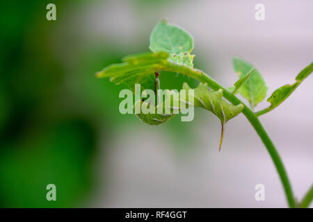 Horn Worm Stockfoto