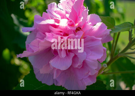 Rosa Confederate Rose Stockfoto