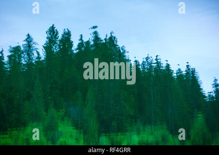 Abstrakte Überlegungen der Wald immergrüne Bäume im Wasser auf der Oberfläche der Wildnis See, Glacier Bay National Park, Alaska, United States Stockfoto