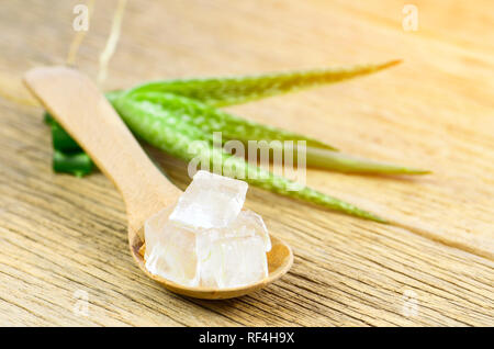 Cube Aloe Vera Gel in Holz Löffel. Aloe Vera (Aloe barbadensis Mill., Star Cactus, Aloe, Aloin, Jafferabad oder Barbados) ein sehr nützliches Kräutermedizin für Stockfoto