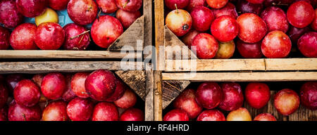 Nur rippened Pflaumen in vier Holzkisten bereit zu essen abgeholt. Stockfoto