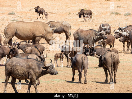 Herden von Gnus, Büffel und ein weißes Nashorn sammeln an einem Wasserloch in der südlichen afrikanischen Savanne Stockfoto