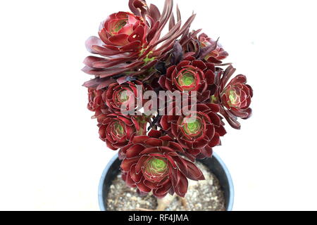 Aeonium arboreum Atropurpureum isoliert Stockfoto