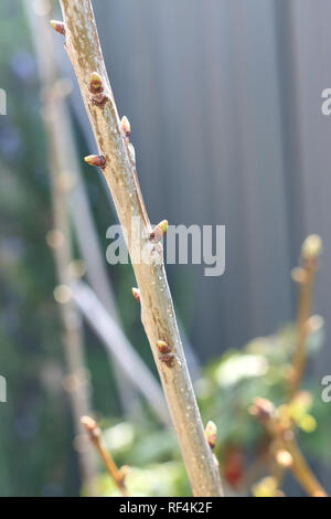 Neues Wachstum auf Lapins Kirschbaum Prunus Avium Stockfoto