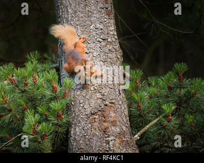 Gefährdete rote Eichhörnchen jagte auf einen Baum von einem anderen Eichhörnchen, stoppt dann und hängt mit der Oberseite nach unten beobachten Stockfoto