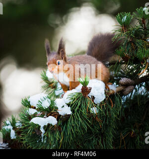 Portrait der bedrohten Eichhörnchen sitzt im Schnee Kiefer in Wald mit seinen Winter Mantel und Tufts. Stockfoto