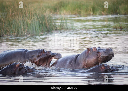 Wie Hochwasser im Savuti Kanal bis trocken, Flusspferde, Hippopotamus amphibius, Kampf um Platz. Stockfoto