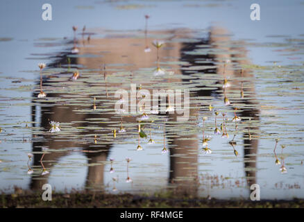 Afrikanischer Elefant, Loxodonta africana, versammeln sich in großen Herden in der trockenen Jahreszeit um die savuti Kanal und Linyanti Fluss im Norden Botswanas. Stockfoto