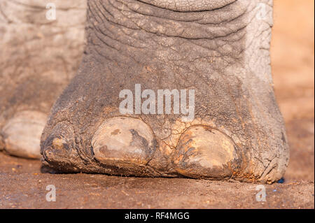 Afrikanischer Elefant Loxodonta africana gesehen im Hwange Nationalpark in Simbabwe. Stockfoto