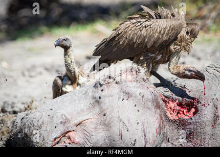 Wie Hochwasser im Savuti Kanal bis trocken, Flusspferde, Hippopotamus amphibius, Kampf um Platz und großen territorialen Männchen oft Konkurrenten töten, Stockfoto