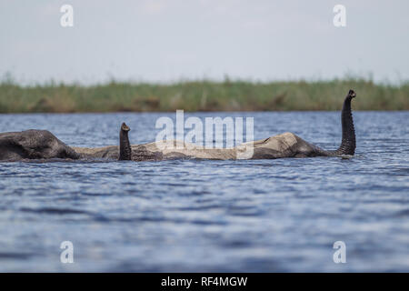 Afrikanischer Elefant, Loxodonta africana, in riesigen Herden während der trockenen Jahreszeit an der Linyanti Fluss, wo sie häufig über den Fluss schwimmen Stockfoto