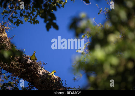 Afrikanischen grünen Taube, Treron calvus, sind schöne Vögel, die Gebühr auf Obst, besonders Wilde Feige, im Baum Vordächer. Stockfoto