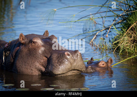 Baby Flusspferde, Hippopotamus amphibius, unter Wasser geboren, und Mütter sind sehr beschützend über Ihnen und Krankenschwester sie für bis zu einem Jahr. Stockfoto