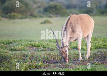 Gemeinsame eland, taurotragus Oryx, ist der zweitgrösste Antilope in der Welt hinter dem riesigen ELAND. Stockfoto