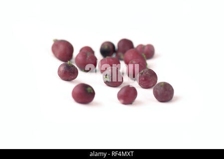 Frische rote Radieschen. auf einem weißen Hintergrund. Stockfoto