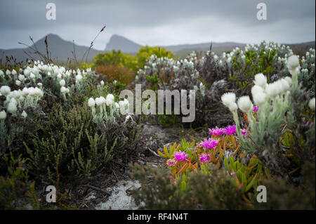 Das Kap der Guten Hoffnung, Tafelberg Nationalpark, Kapstadt, Südafrika ist als Treffpunkt der zwei Ozeane: Indischen und Atlantischen erkannt Stockfoto