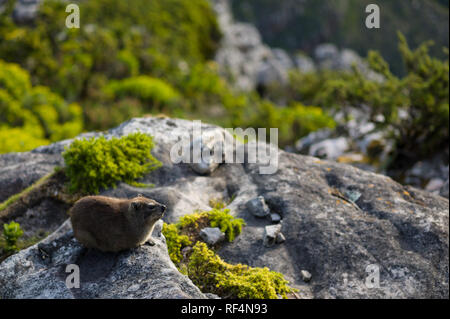 Klippschliefer, Procavia capensis, auch als klippschliefer bekannt, im städtischen Park von Table Mountain National Park gedeihen, Provinz Western Cape, Südafrika. Stockfoto