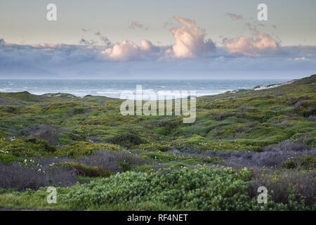 Wilde Blumen, vor allem calla Lilien oder arum Lilien, Zantedeschia aethiopica, Blüte im Frühjahr entlang Straßenrändern in Kapstadt, Western Cape, South Afric Stockfoto