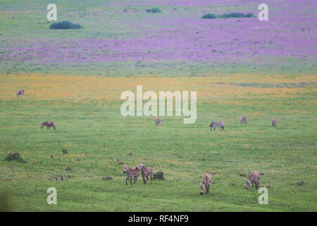 Postberg abschnitt, West Coast National Park, Western Cape, Südafrika, ist nur für Besucher geöffnet im Frühjahr wilde Blume Saison im August Stockfoto