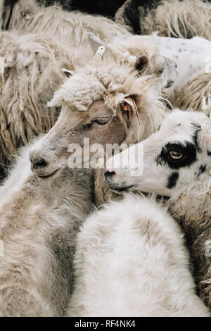 Färöer Schafe scheren Zeit in dem kleinen Dorf Gjogv in Esturoy auf den Färöer Inseln. Stockfoto