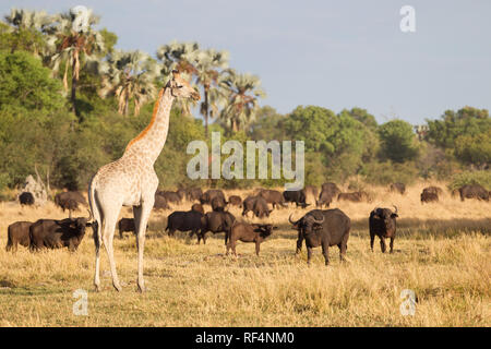 Südliche Giraffe, giraffa giraffa, und Büffel, syncerus Caffer werden in großen Gruppen gesehen auf der Auen Umgebung die Linyanti Fluss in nor Stockfoto