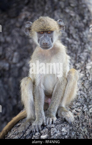 Chacma baboon, Papio ursus, Leben in sozialen Gruppen aufgerufen, Truppen, verbreitete sich in der Savanne des südlichen Afrika. Stockfoto