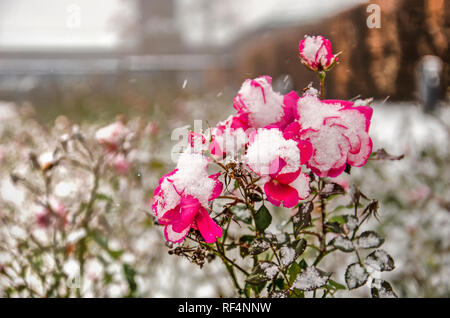 Nahaufnahme der violett-rote Rose Blumen, teilweise mit Schnee bedeckt, während eines Schneesturmes an einem kalten Tag im Januar Stockfoto