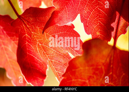 Parthenocissus subtomentosa (Virginia Creeper, Victoria Kriechgang, fünf-leaved Efeu) Blätter, mit Hintergrundbeleuchtung Stockfoto