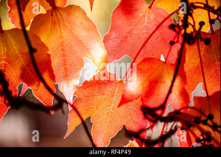 Parthenocissus subtomentosa (Virginia Creeper, Victoria Kriechgang, fünf-leaved Efeu) Blätter, mit Hintergrundbeleuchtung Stockfoto