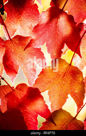 Parthenocissus subtomentosa (Virginia Creeper, Victoria Kriechgang, fünf-leaved Efeu) Blätter, mit Hintergrundbeleuchtung Stockfoto