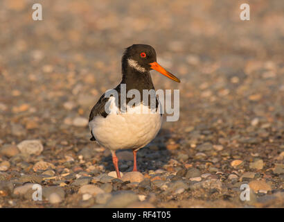 Eurasischen Austernfischer Haematopus ostralegus, Nahrungssuche in den Steinen am Strand, Morecambe Bay, Lancashire, Großbritannien Stockfoto