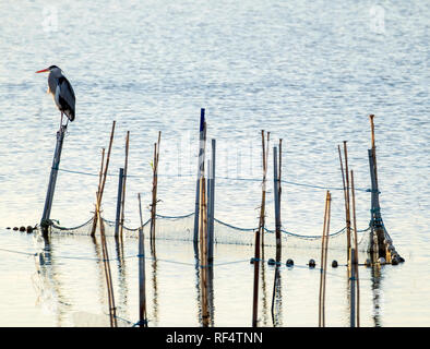 Fischernetze und -Reiher im Naturreservat La Albufera, El Palmar, Valencia, Comunidad Valencia Stockfoto