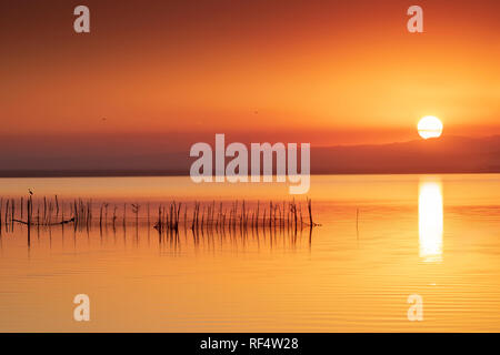 Fischernetze und -Reiher im Naturreservat La Albufera, El Palmar, Valencia, Comunidad Valencia Stockfoto