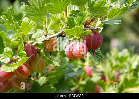 Reifung gelb-rote Stachelbeeren auf einem Busch. Die Stachelbeere mit wissenschaftlichen Namen Ribes uva-Crispa (und Ribes Grossularia), ist eine Pflanzenart aus der Gattung Ribes (die Stockfoto