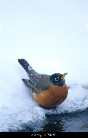 01382-03915 Amerikanische Robin (Turdus migratorius) Vogeltränke/Wasser im Winter Marion Co.IL Stockfoto