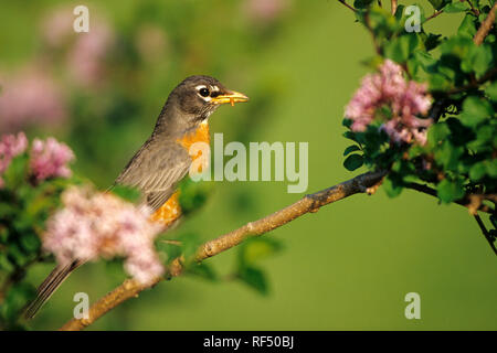 01382-04509 Amerikanische Robin (Turdus migratorius) Zwerg koreanischer Flieder (Syringa meyeri 'Palibin') Marion Co.IL Stockfoto