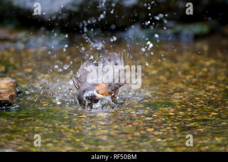 01382-047.05 amerikanischen Robin (Turdus migratorius) baden, Marion Co.IL Stockfoto