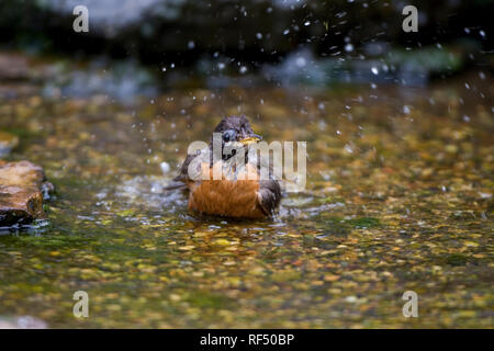 01382-047.06 amerikanischen Robin (Turdus migratorius) baden, Marion Co.IL Stockfoto