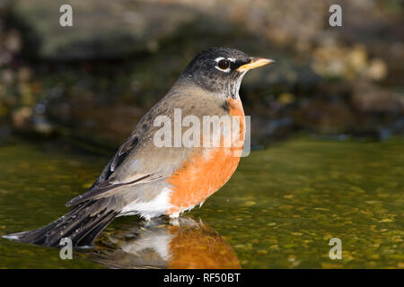 01382-047.13 amerikanischen Robin (Turdus migratorius) baden, Marion Co.IL Stockfoto