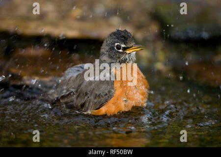 01382-047 .19 American Robin (Turdus migratorius) baden, Marion Co.IL Stockfoto