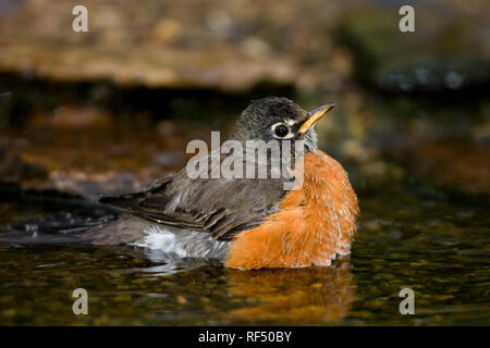 01382-047.20 amerikanischen Robin (Turdus migratorius) baden, Marion Co.IL Stockfoto